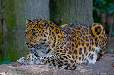 The Amur Leopard - Endangered Species Blog #2﻿ - Endangered Earth ...